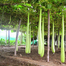 Bash Lau F1 Hybrid Seeds 5 Pcs image