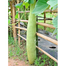Bash Lau F1 Hybrid Seeds 5 Pcs image