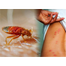 Bed Bug (Charpoka) Control Spray-50ml image