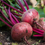 Beet Root Seeds Intact Pack F1 Hybrid (INDIAN) - 15GM image