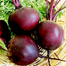 Beet Root Seeds Re-Pack F1 Hybrid (Indian) 0.1gm image