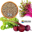 Beet Root Seeds Re-Pack F1 Hybrid (Indian) 0.1gm image