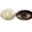 Bella Green and Yellow Natural Color Contact Lens image