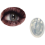 Bella Midnight Blue Color Contact Lens image
