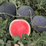 Black Beauty Watermelon Seeds Re-Pack - 5pcs image