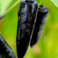 Black Chili - 0.1 gm image