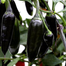 Black Chili - 0.1 gm image