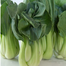 Bok Choy Seeds 100 Plus pcs Re-Pack image