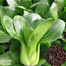 Bok Choy Seeds 100 Plus pcs Re-Pack image