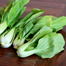 Bok Choy Seeds 100 Plus pcs Re-Pack image