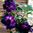 16 Color Double Petal Adenium Bonsai Seeds image