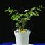 Brikkho Haat 12 Plants Of 4 Inch Pot image