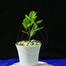 Brikkho Haat 6 Plants Of 4 Inch Pot image