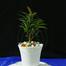 Brikkho Haat 6 Plants Of 4 Inch Pot image