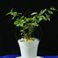 Brikkho Haat 6 Plants Of 4 Inch Pot image