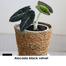 Brikkho Haat Alocasia Black Velvet image