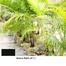 Brikkho Haat Areca Palm (Greater Than 4 Inch) image