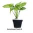 Brikkho Haat Arrowhead Plant image