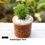 Brikkho Haat Asparagus Fern image