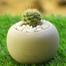 Brikkho Haat Ball Cactus With Cement Pot image