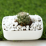 Brikkho Haat Ball Cactus With Rectangular Ceramic Pot image