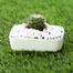 Brikkho Haat Ball Cactus With Rectangular Ceramic Pot image