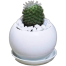 Brikkho Haat Ball cactus Y with 4 Inch B Ceramic image