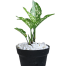 Brikkho Hat Aglaonema Snow White With 7 Inch Plastic Pot Small image