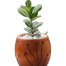 Brikkho Hat China Bot With 10 Inch Plastic Pot Small image