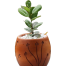 Brikkho Hat China Bot With 6 Inch Dim Pot Small image