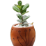 Brikkho Hat China Bot With 8 Inch Plastic Pot Medium image