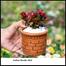 Brikkho Hat Dwarf Copper Leaf With 10 Inch Plastic Pot Red image