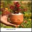 Brikkho Hat Dwarf Copper Leaf With 10 Inch Plastic Pot Red image