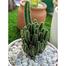 Brikkho Hat Fairy Castle Cactus V Tub Medium Size White image