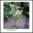Brikkho Hat Holy Basil/Tulsi Plant With 8 Inch Plastic Pot Large image