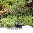 Brikkho Hat Holy Basil/Tulsi Plant With 8 Inch Plastic Pot Small image