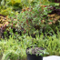 Brikkho Hat Holy Basil/Tulsi Plant Without Pot Large image