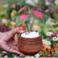 Brikkho Hat Jesus/Caladiums/Elephant Eats/Angel Wings For With 5 Inch Clay Pot image