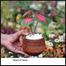 Brikkho Hat Jesus/Caladiums/Elephant Eats/Angel Wings For With 12 Inch Plastic Pot image