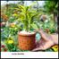 Brikkho Hat Lucky Bamboo With 8 Inch Plastic Pot Medium image