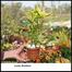 Brikkho Hat Lucky Bamboo With 8 Inch Plastic Pot Medium image