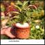 Brikkho Hat Lucky Bamboo With 8 Inch Plastic Pot Medium image
