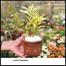 Brikkho Hat Lucky Bamboo With 8 Inch Plastic Pot Medium image