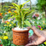 Brikkho Hat Lucky Bamboo With Out Pot Small image