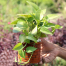 Brikkho Hat Money Plant/Devil'S Ivy Golden Pothos Plant With 5 Inch Clay Pot image
