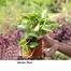 Brikkho Hat Money Plant/Devil'S Ivy Golden Pothos Plant With 8 Inch Plastic Pot image