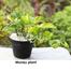 Brikkho Hat Money Plant/Devil'S Ivy Golden Pothos Plant With 10 Inch Plastic Pot image