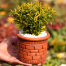 Brikkho Hat Nimjhuri Bonsai Without Pot image