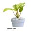 Brikkho Hat Philodendron Lemon Lime With 7 Inch Plastic Pot image