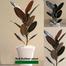 Brikkho Hat Red Rubber Plant With 10 Inch Plastic Pot image